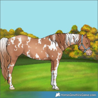 Horse Color:White Spotted Gold Champagne