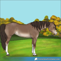 Horse Color:White Spotted Liver Red Dun 