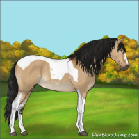 Horse Color:Gray White Spotted Bay Dun Tobiano