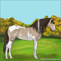Horse Color:White Spotted Liver Red Dun Tobiano 