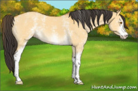 Horse Color:White Spotted Buckskin Dun 