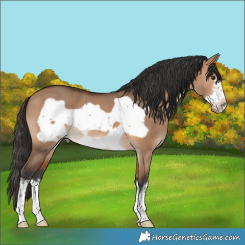 Horse Color:White Spotted Bay Dun Frame 
