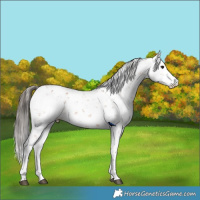 Horse Color:Bay Sabino 
