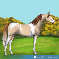 Horse Color:Red Dun Splash Tobiano 