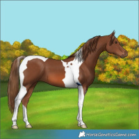 Horse Color:Chestnut Tobiano 