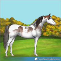 Horse Color:White Spotted Bay Splash Tobiano Rabicano 