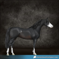 Horse Color:Brown Sabino 