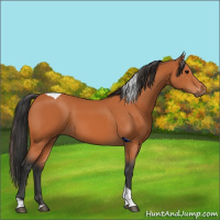 Horse Color:Bay Tobiano 