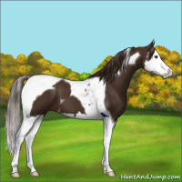 Horse Color:Liver Chestnut Splash Tobiano