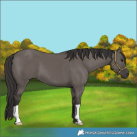 Horse Color:Smoky Grullo 
