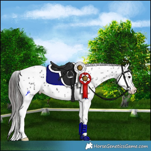 Horse Color:Black Splash Tobiano Appaloosa 