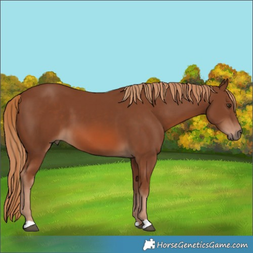 Horse Color:Chestnut 