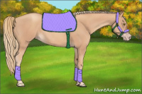 Horse Color:Gold Champagne