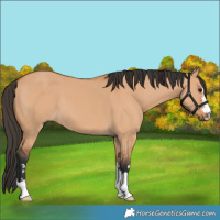 Horse Color:Bay Dun 