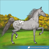 Horse Color:Grullo Appaloosa 