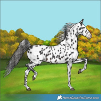 Horse Color:Brown Appaloosa
