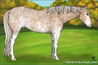 Horse Color:White Spotted Silver Bay Dun