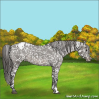 Horse Color:Grullo Snowflake Varnish 