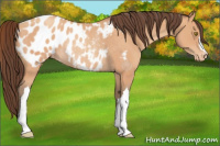 Horse Color:Amber Champagne Appaloosa Rabicano 