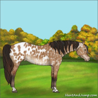 Horse Color:Bay Dun Appaloosa  and Gray Bay Dun Appaloosa 