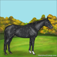 Horse Color:Black Appaloosa 