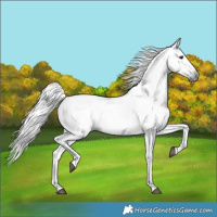 Horse Color:Gray Grullo Appaloosa 