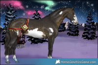 Horse Color:Buckskin Sabino Frame