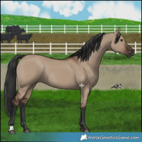 Horse Color:Liver Red Dun Rabicano 