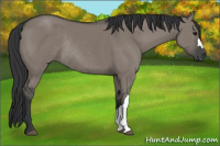 Horse Color:Grullo Rabicano 