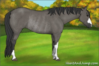 Horse Color:Grullo Rabicano 