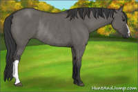 Horse Color:Grullo Rabicano 