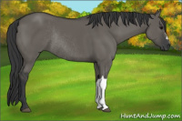 Horse Color:Grullo Rabicano 