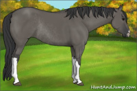 Horse Color:Grullo Rabicano 