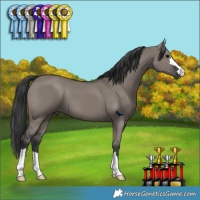 Horse Color:Grullo 