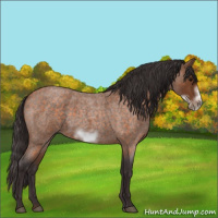 Horse Color:Buckskin Roan Sabino Frame 