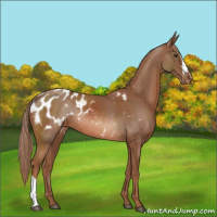 Horse Color:Chestnut Blanket Rabicano