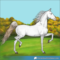 Horse Color:Buckskin Snowflake VarnishRabicano