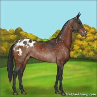 Horse Color:Bay Appaloosa Rabicano 