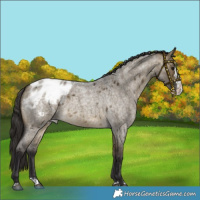 Horse Color:Buckskin Roan Dun Sabino Splash Appaloosa 
