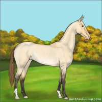 Horse Color:Buckskin Roan Dun Snowflake Varnish