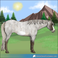Horse Color:Silver Buckskin Roan Sabino Frame 