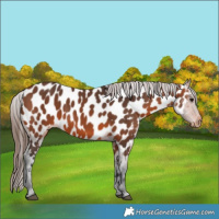 Horse Color:Bay Appaloosa 