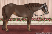 Horse Color:Gray Chestnut 