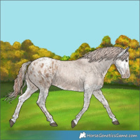 Horse Color:Red Dun Appaloosa  and Red Dun Splash Appaloosa 