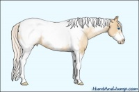 Horse Color:White Spotted Silver Classic Champagne Pearl Tobiano Frame