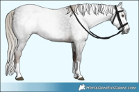 Horse Color:Gray Liver Chestnut Splash 