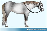 Horse Color:Gray Liver Chestnut Splash 