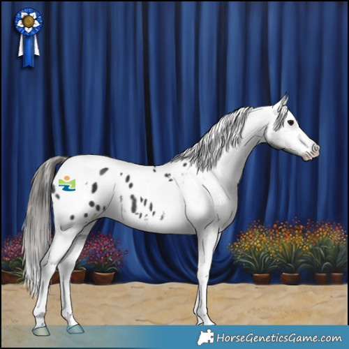 Horse Color:Black Tobiano Appaloosa 