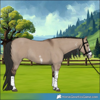 Horse Color:Liver Red Dun Sabino Tobiano Rabicano