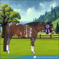 Horse Color:Liver Chestnut Sabino Tobiano  and Liver Chestnut Sabino 